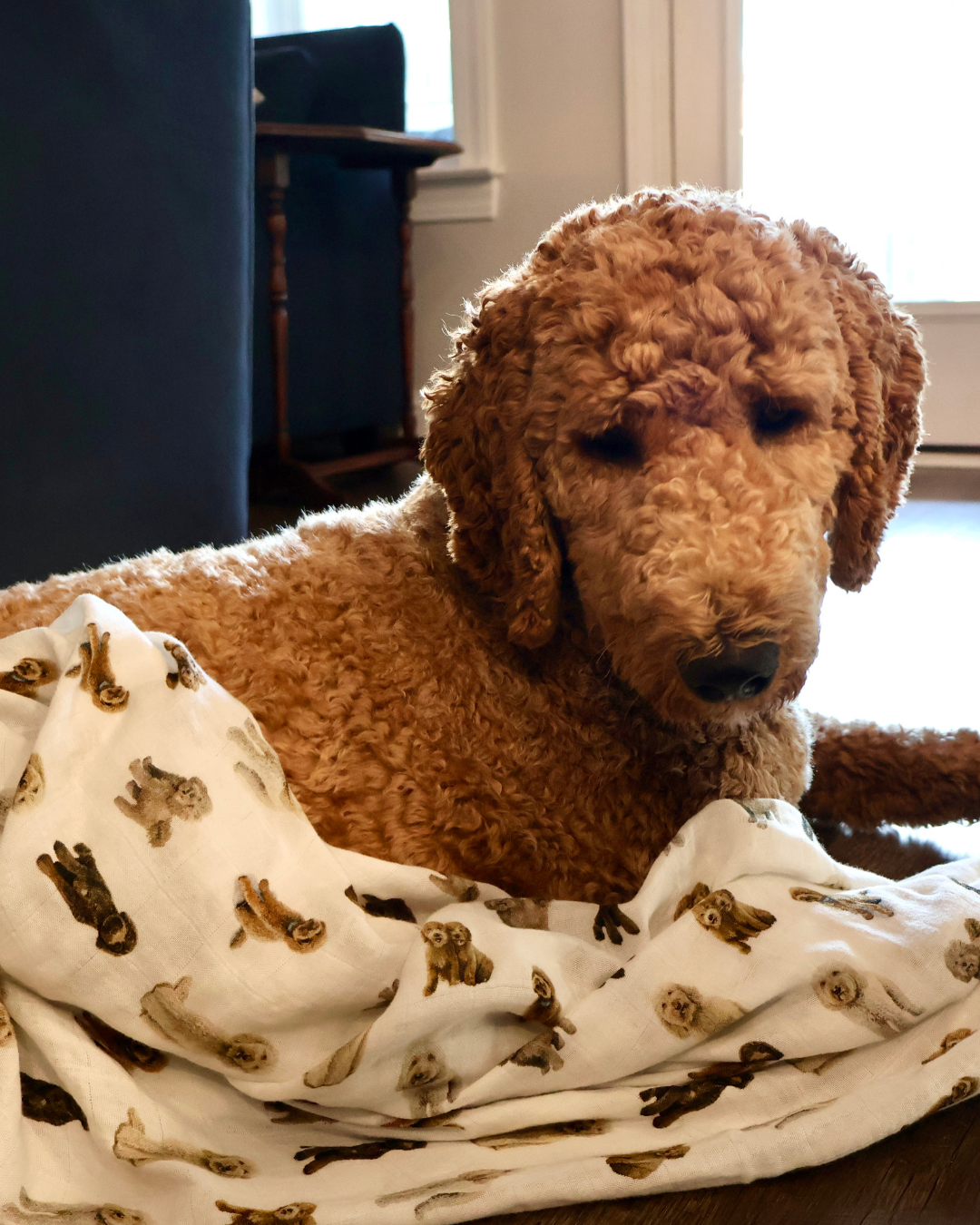 A goldendoodle lying on a wooden floor, wrapped in a white blanket printed with goldendoodles, in a home interior setting.