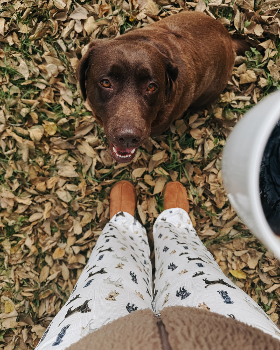 Furmom wearing Loyal Labs Adult Pajama Pants featuring an adorable print of chocolate, yellow, and black Labrador retrievers while spending time outdoors with her chocolate Labrador furbaby.