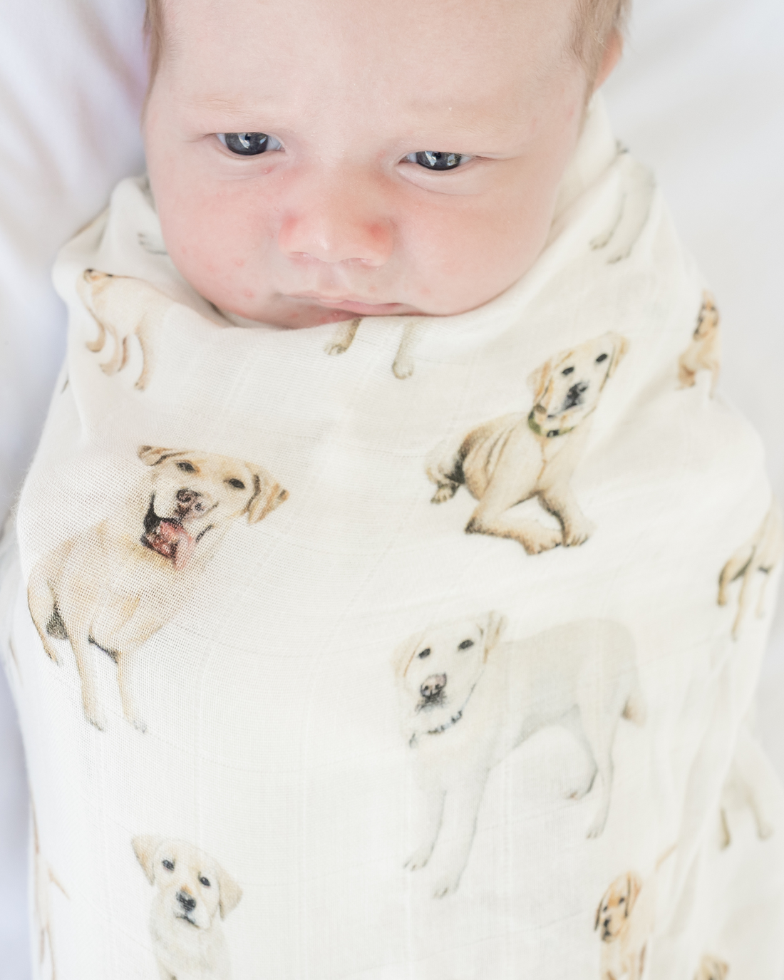 Yellow Labrador print baby swaddle soft and cozy nursery blanket